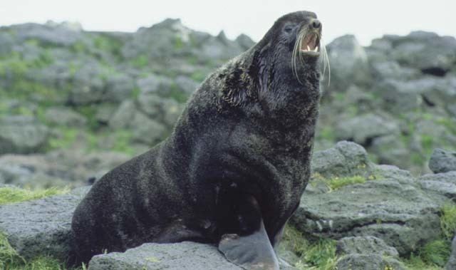 North Pacific Fur Seal Convention of 1911