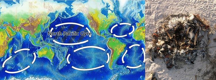 North Pacific Gyre North Pacific Gyre Science Buzz