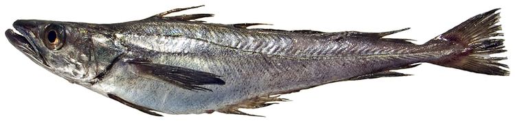 North Pacific hake Bottomfish Identification Guide Pacific Hake Merluccius productus