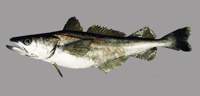 North Pacific hake Fish Identification
