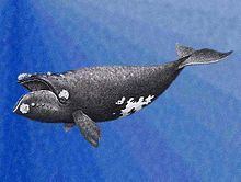 North Pacific right whale httpsuploadwikimediaorgwikipediacommonsthu
