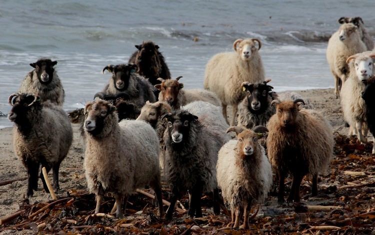 North Ronaldsay sheep corkneycomassetsfiles1661northron045jpg