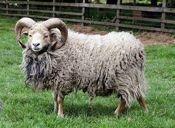 North Ronaldsay sheep North Ronaldsay sheep PetMapz