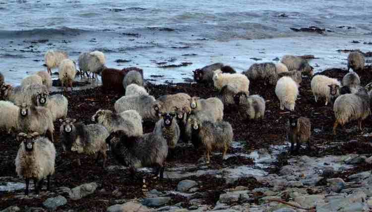 North Ronaldsay sheep Caithness CWS History Articles North Ronaldsay Sheep Sheep