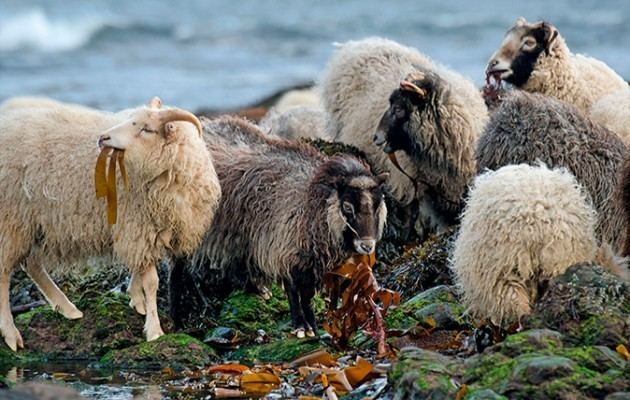 North Ronaldsay sheep Rare seaweed eating sheep saved Country Life
