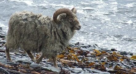 North Ronaldsay sheep North Ronaldsay Sheep Slow Food in the UK