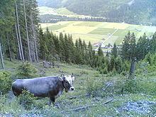 North Tyrol uploadwikimediaorgwikipediacommonsthumbbb5