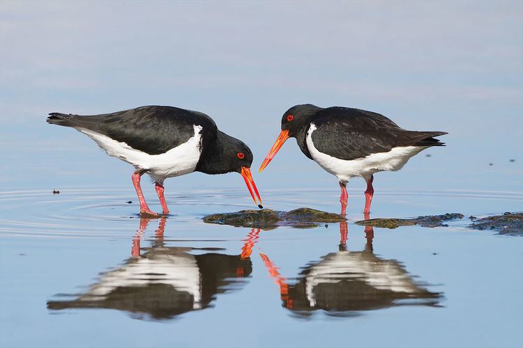 North-west Tasmanian Coast Important Bird Area
