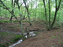 Northaw Great Wood httpsuploadwikimediaorgwikipediacommonsthu