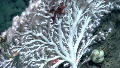 Northeast Canyons and Seamounts Marine National Monument httpsphotosprnewswirecomprnvar201609154085