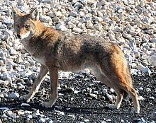 Northeastern coyote uploadwikimediaorgwikipediacommonsthumb66a