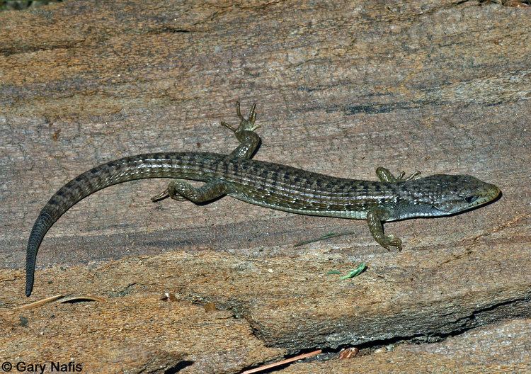Northern alligator lizard Identifying Alligator Lizards in California