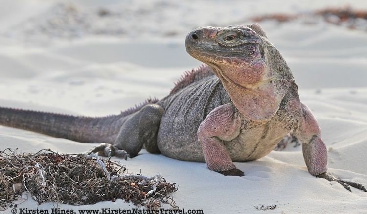 Northern Bahamian rock iguana Studies of Northern Bahamian Rock Iguanas Nature Writing