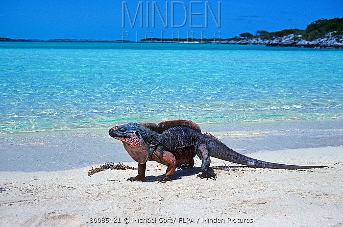 Northern Bahamian rock iguana Minden Pictures stock photos Northern Bahamian Rock Iguana
