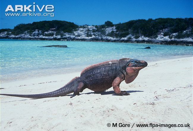 Northern Bahamian rock iguana Northern Bahamian rock iguana videos photos and facts Cyclura