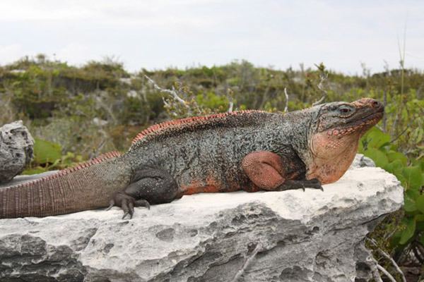 Northern Bahamian rock iguana The iguana man saving the reptilian kings of the Bahamas