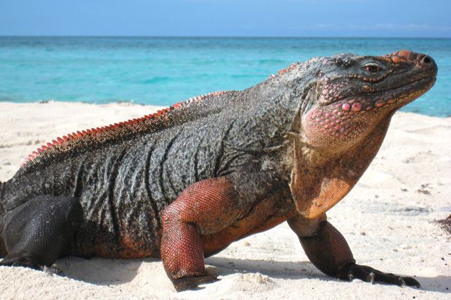 Northern Bahamian rock iguana wwwreptilefactcomwpcontentuploads201702Nor