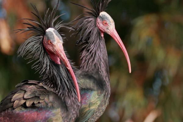 Northern bald ibis Reversing local extinction scientists bring the northern bald ibis