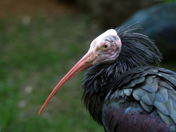 Northern bald ibis Northern Bald ibis ZooChat