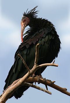 Northern bald ibis Northern bald ibis Wikipedia