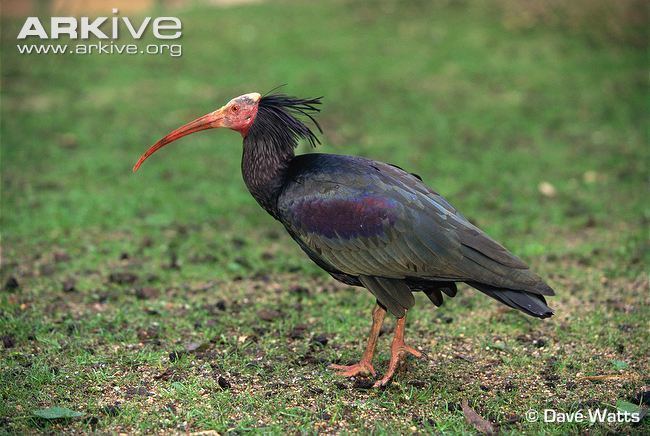 Northern bald ibis Northern bald ibis videos photos and facts Geronticus eremita