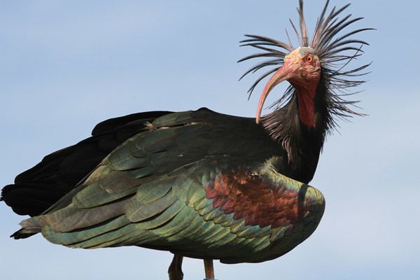 Northern bald ibis Reversing local extinction scientists bring the northern bald ibis