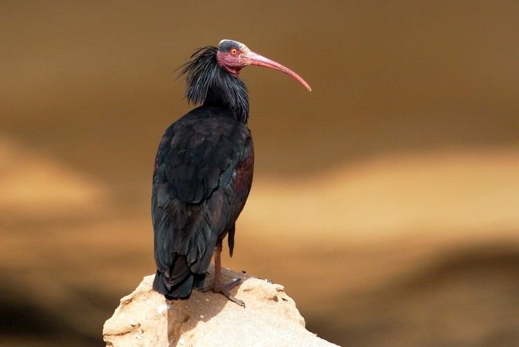 Northern bald ibis Northern Bald Ibis Tamri Morocco by Adam Riley Focusing on Wildlife