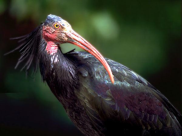 Northern bald ibis httpswwwkonicaminoltacomkidsendangeredanim