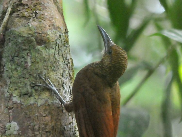 Northern barred woodcreeper The Online Zoo Northern Barred Woodcreeper