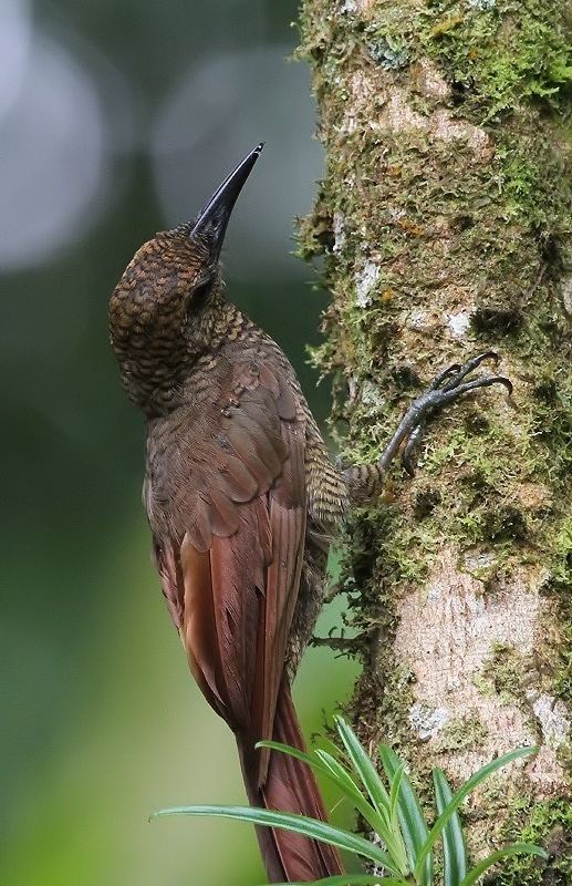 Northern barred woodcreeper Northern BarredWoodcreeper Pictures