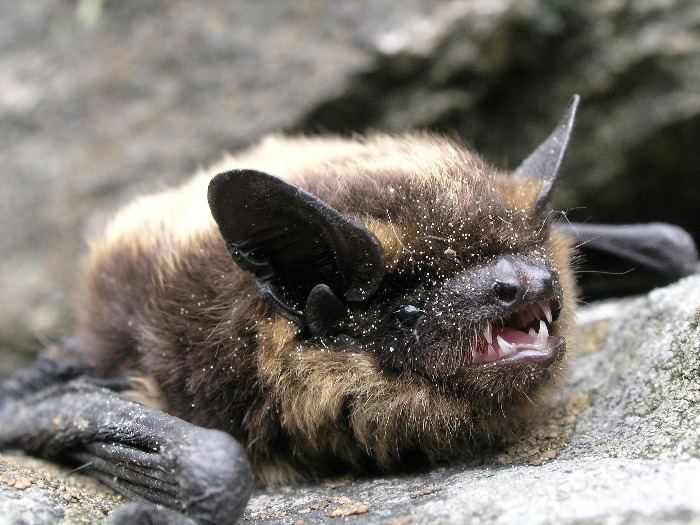 Northern bat Eptesicus nilssonii Northern bat