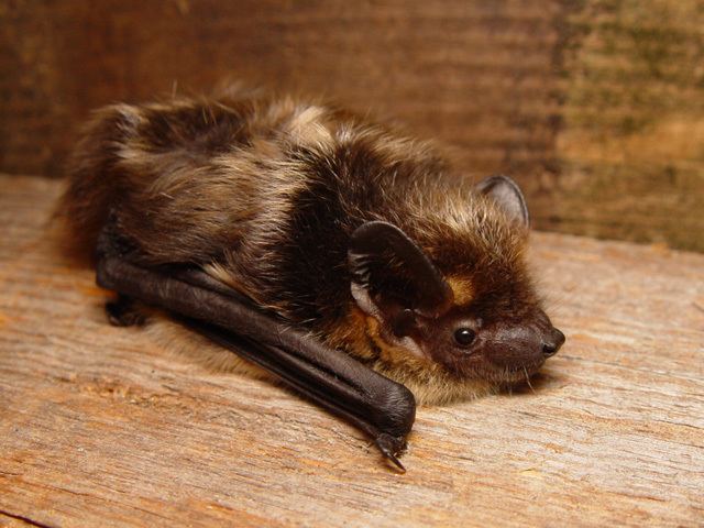 Northern bat Northern bat Wikipedia