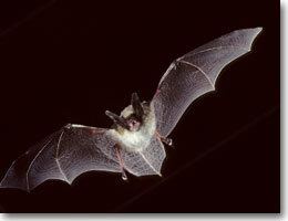 Northern bat Northern Bat AEP Environment and Parks