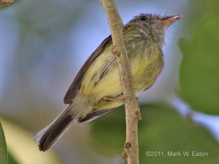 Northern bentbill Photography by Mark Eaton Belize Spring 3911 Northern Bentbill