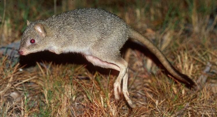 Northern bettong Northern bettong Bettongia tropica Department of Environment and