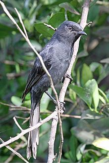 Northern black flycatcher httpsuploadwikimediaorgwikipediacommonsthu