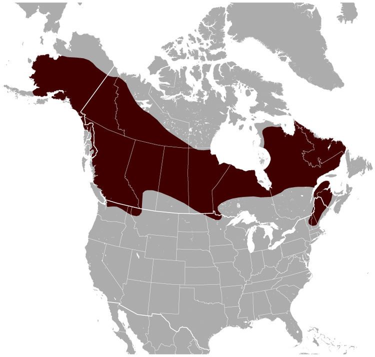 Northern bog lemming Northern bog lemming Wikipedia