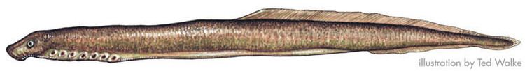 Northern brook lamprey Lampreys