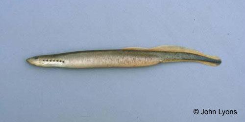 Northern brook lamprey Ontario Freshwater Fishes Life History Database Species Detail
