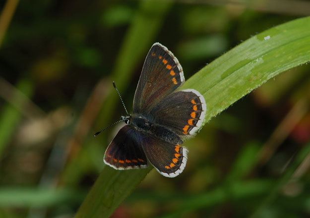 Northern brown argus butterflyconservationorgfilesnorthernbrownar