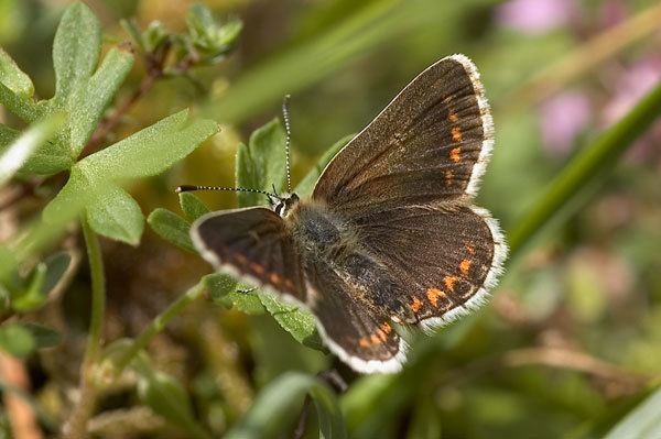 Northern brown argus British Butterflies A Photographic Guide by Steven Cheshire