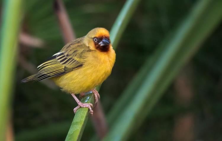 Northern brown-throated weaver Northern Brownthroated Weaver Ploceus castanops videos photos