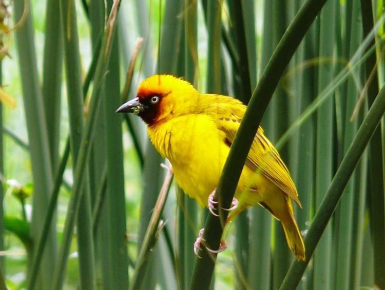Northern brown-throated weaver Northern Brownthroated Weaver Ploceus castanops videos photos