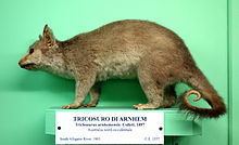 Northern brushtail possum httpsuploadwikimediaorgwikipediacommonsthu