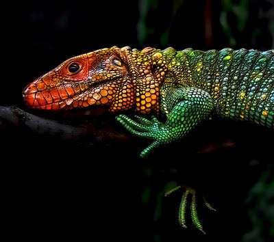 Northern caiman lizard 1000 images about Caiman lizard on Pinterest Tropical Zoos and