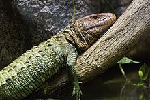 Northern caiman lizard httpsuploadwikimediaorgwikipediacommonsthu