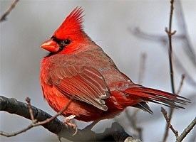 Northern cardinal Northern Cardinal Identification All About Birds Cornell Lab of