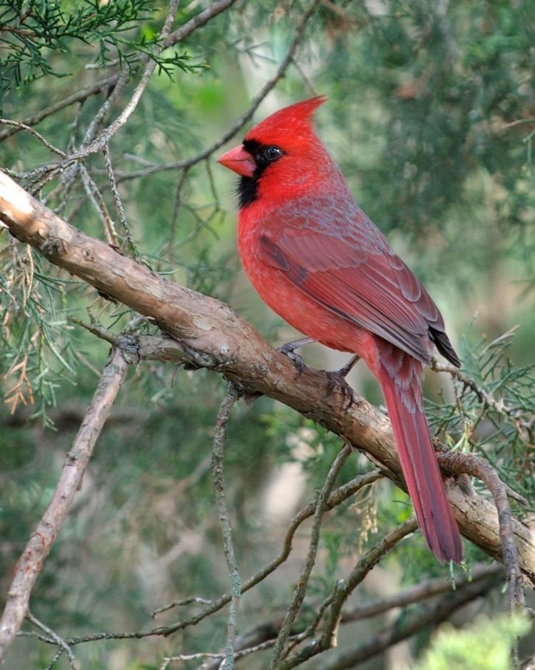 Northern cardinal Northern cardinal Wikipedia