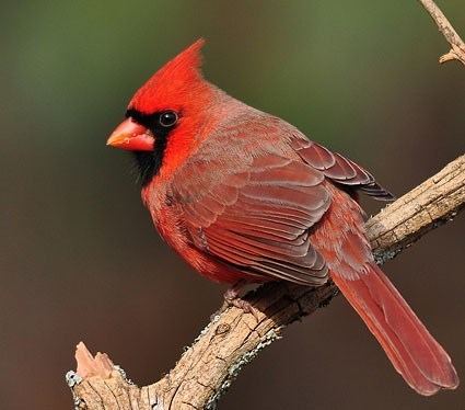 Northern cardinal httpswwwallaboutbirdsorgguidePHOTOLARGEno