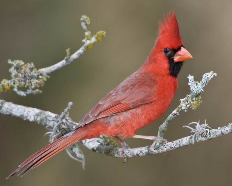 Northern cardinal Northern Cardinal Audubon Field Guide